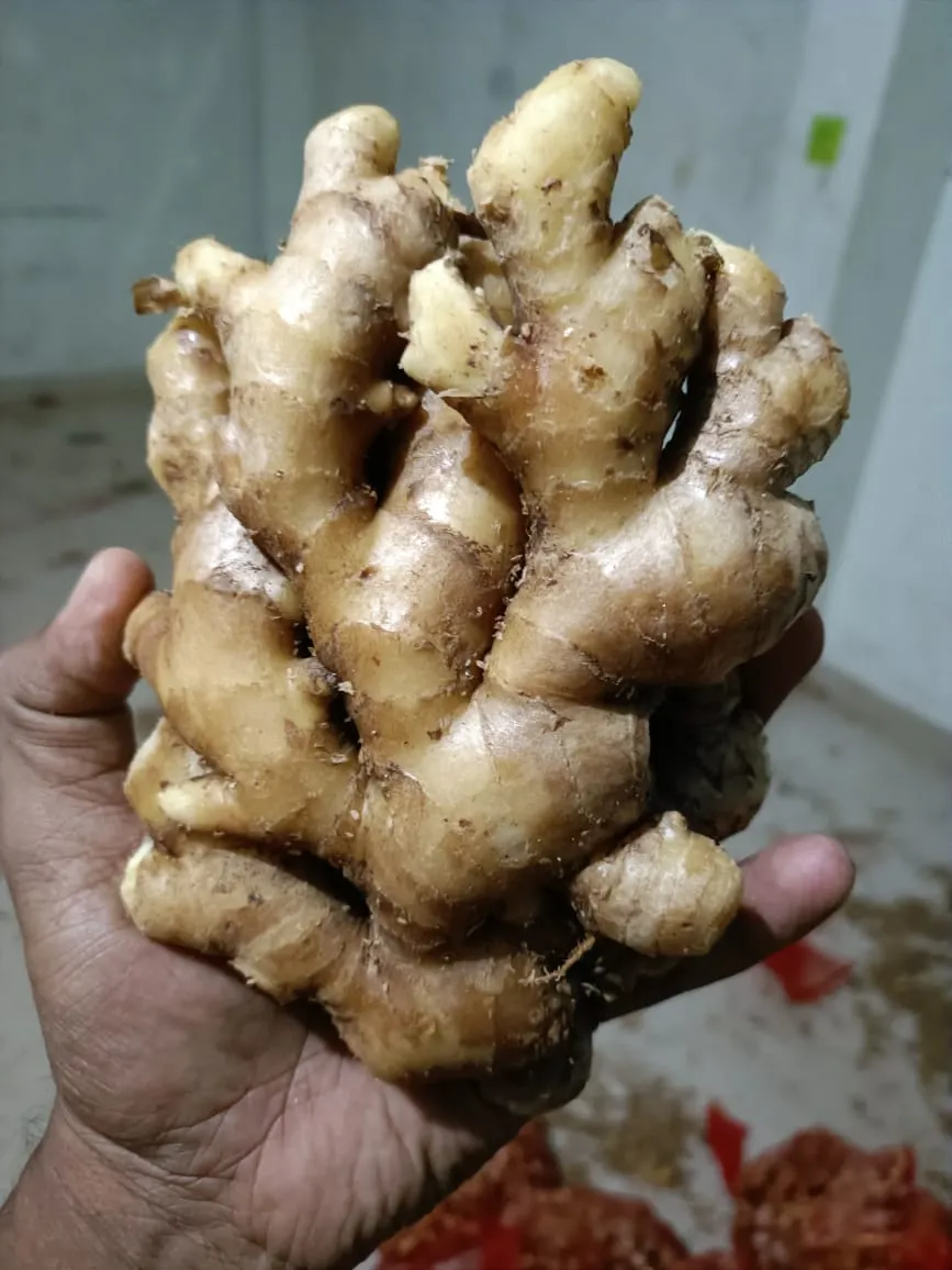 Fresh Ginger